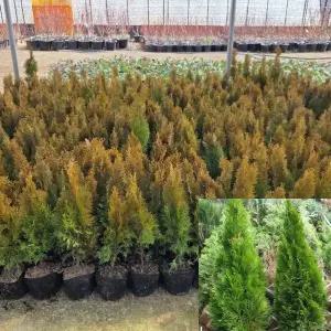 에메랄드그린 묘목 (4주묶음) 키50cm전후 포트묘 상록수모종 관상수 울타리