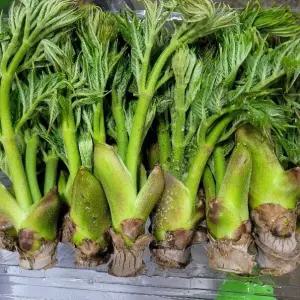 두릅 참두릅 1kg 내외 발품장터