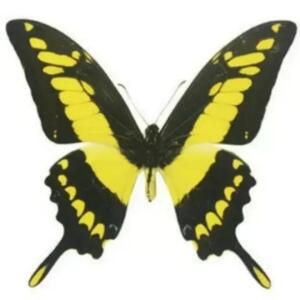 자연산 진짜 나비 표본 교육용 교구 DIY 날개 달린 투명 봉투 랜덤 배송