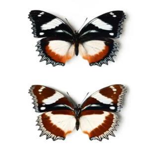 자연산 진짜 나비 표본 교육용 교구 DIY 날개가 펼쳐지지 않은 투명 조각상