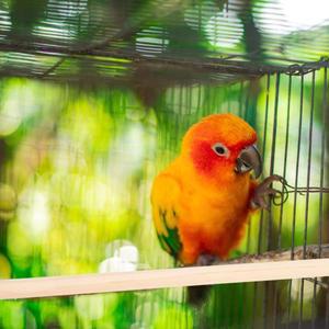 5개의 천연 나무 새 장대 앵무새 잉꼬 마카오 코카티엘용 호환 케이지 스탠드  운동용 발톱 갈기용