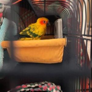 애완동물 해먹 침대 탈부착 가능한  은신처 분리형 세탁 요람 앵무새 햄스터 창틀 고양이