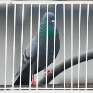 비둘기집 문 1개33x26cm 새장 입구 점프 도어 간편 접근 훈련 게이트 조류 사육장 용품