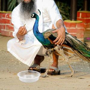 2Pcs 새 모이통 물그릇 둥근 플라스틱 벌새 호환 액세서리 교체용 호환 먹이통 목욕 트레이 야외용