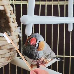 2Pcs 새장 청소 브러쉬 세트작은 애완 동물 배설물 삽 포함 앵무새 핀치 햄스터 케이지 유지  도구