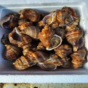 국내산 자연산 생물 참소라 1kg