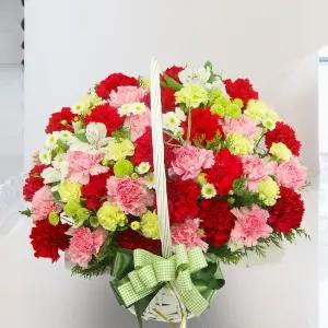 센서티브 카네이션MTFA134