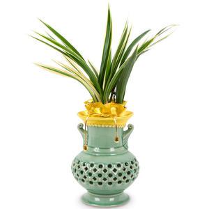 서양난 동양란 서양란 꽃배달 개업 화분 승진 취임 전시회 축하난선물