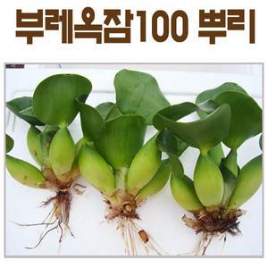 부레옥잠100뿌리