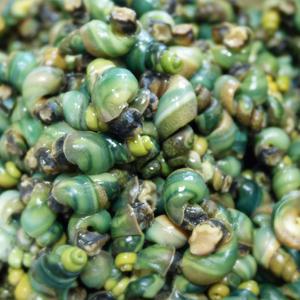 정옥다슬기 지리산 1급수 자연산 깐다슬기 200gx2팩