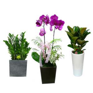 개업화분 축하 동양란 서양란 관엽 승진