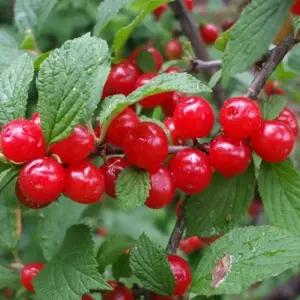 앵두나무 접목 1년생 특묘 정원용 과일나무 왕앵두 묘목 노지월동 (목하원예조경)