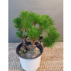 분재형소나무(15센치) 수형이 예뼈요