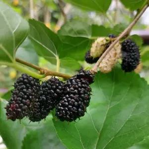 오디나무 (슈퍼 왕오디) 접목 1년생 묘목 노지월동 정원과일나무 대과종 (목하원예조경)