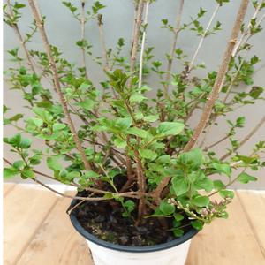 미스김라일락(15센치) 밥이 많아요 노지월동가능