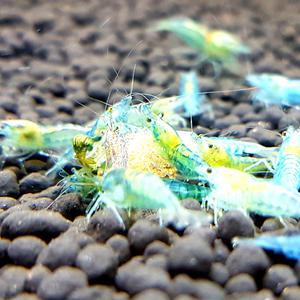 미미네아쿠아 물고기 블루펄 새우 4마리