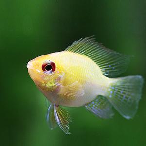 관상어 열대어 시클리드 / 골든풍선(골든볼) 라미네지 [2마리]