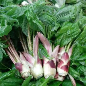 강원도 홍천 야생 개두릅 1kg 엄나무순 음나무순 당일채취 산지발송