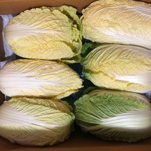바르다야채 알배기배추 쌈배추 1박스(10~12포기)