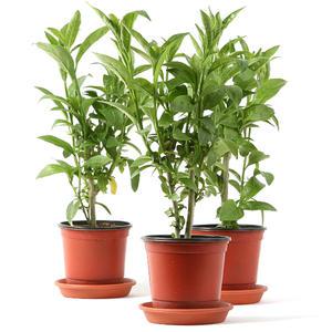 모기퇴치식물 야래향 3개1세트