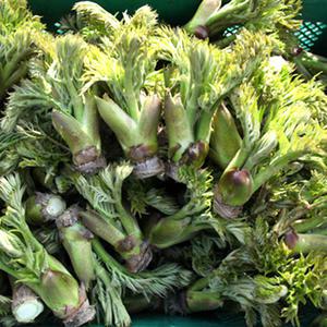 참두릅 1kg (원순, 첫순) / 고산지대 산 야생 노지 봄 햇 참 두릅 나물