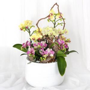 당일 꽃배달 승진 화분 개업 축하 고급 투톤 서양란 H479