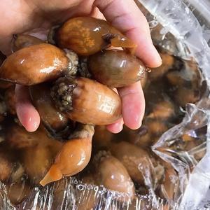 싱싱 생물 미더덕500g 오만둥이1kg 미더덕찜