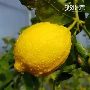 GAP인증 제주 레몬 1.5kg 2.5kg 5kg