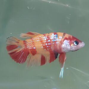 [신세계수족관] 캔디 코이 플라캇 베타 수컷