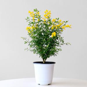 애니시다 중형 꽃 모종 봄꽃 앙골담초 인테리어 실내공기정화식물