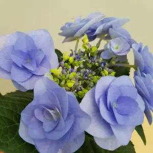 [소나무길](블루장미수국) 연한 퍼플색감의  봄의여왕  장미수국  095 화원 농원