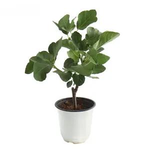 갑조네 무화과(중품)