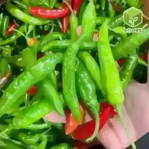 국내산 청양고추 반홍청양고추 5kg