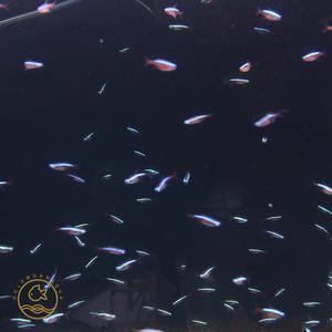 카디날 테트라 10마리