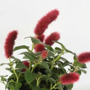 붉은 여우꼬리풀 소형 야생화 꽃모종 섬사초 붉은줄나무 희귀식물