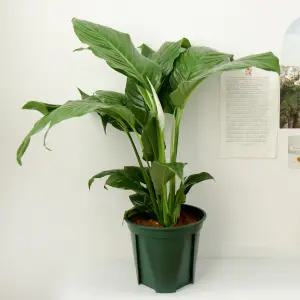 갑조네 스파티필름(미니중품)