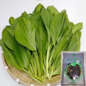 강원도 인제 명이나물 산마늘 잎명이 2kg+절임소스
