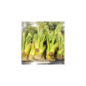 싱싱한 참두릅1kg  나무두릅 싱싱지오