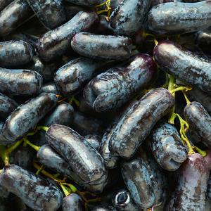 고당도 블랙사파이어포도 1박스(9KG 내외) 씨 없는 맛있는포도