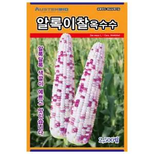 오스템바이오 알록이찰옥수수 2500립 종자 씨앗 찰옥수수 다수확 알록달록 자색