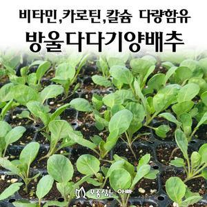 [모종심는아빠] 비타민C, A와 카로틴, 칼슘을 다량 함유한 건강 양배추 방울다다기양배추 킹쌈 모종3개