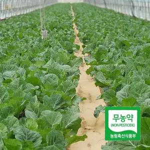 국내산 친환경 무농약 케일 신선초 녹즙용 주스용