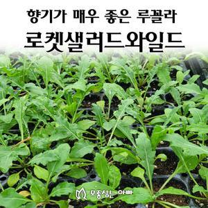 [모종심는아빠] 향기가 매우 좋고 식감이 부드러운 루꼴라 로켓샐러드와일드 모종3개