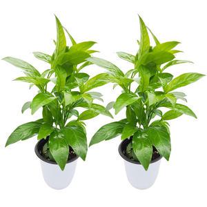 꽃집아가씨 [2개묶음]야래향(중) 화분지름 15cm 모기퇴치식물 특별가 프로모션