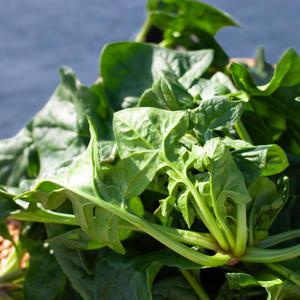 남해 섬초 시금치 1kg 2kg