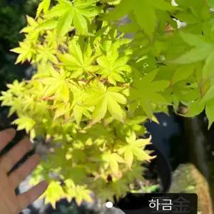 하금단풍나무 묘목 황금잎 하금 정원조경수 단풍나무 관상수 (목하원예조경)
