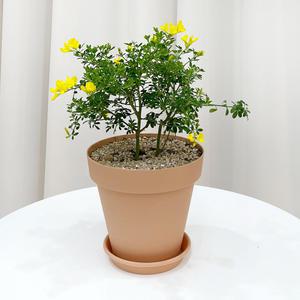 애니시다 레몬향 노란 꽃 화분 미니 꽃화분 모종 키우기