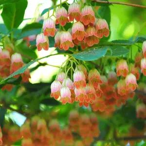 [같이가치농원]캄파눌라투스P9포트 묘목 유럽 단풍 철쭉나무 봄꽃 개화주 정원조경수 꽃나무 노지월동