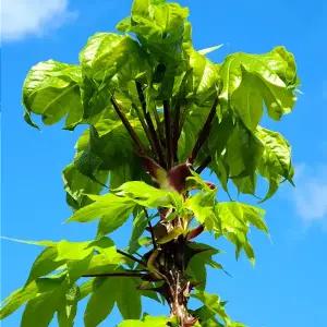 강릉 개두릅 엄나무순 음나무순 1kg 최상품 강릉사기막마을