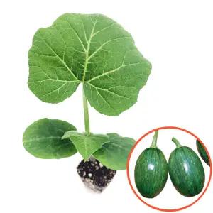 [파머씨드] 호박 모종 풋호박 4개 조선호박 둥근호박